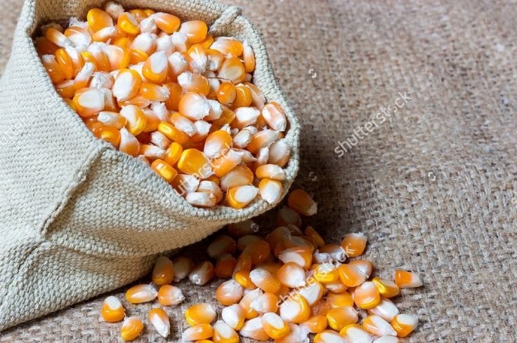 WhatsApp Image 2023-08-14 at 8.52.46 PM (1)